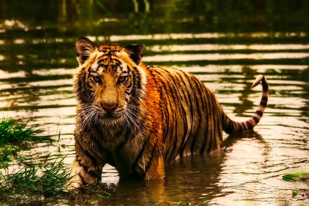 What to expect in 2022 Water Tiger